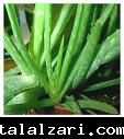 الصبار Aloe vera