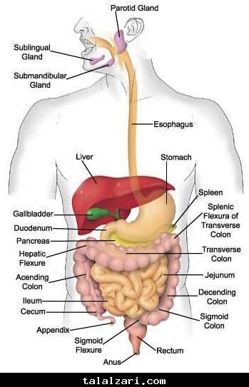 الجهاز الهضمي
