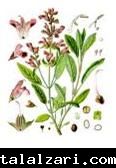 المريمية Salvia officinalis