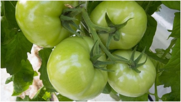 الطماطم الخضراء تقوي العضلات