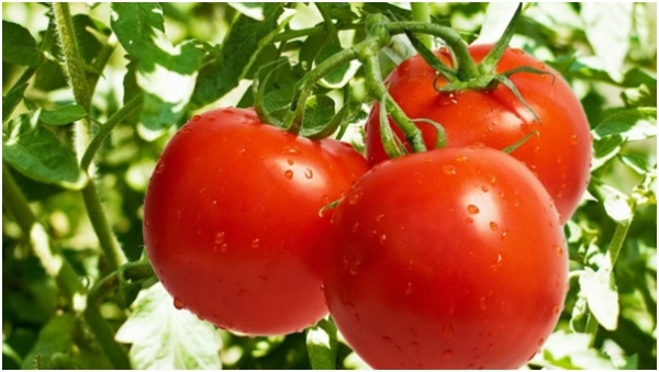 تناول الطماطم يقي من سرطان البروستات
