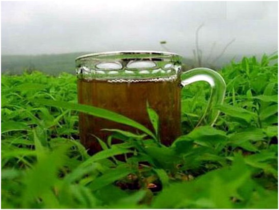 للشاي فوائد كثيرة وأفضل أنواعه "الأخضر"