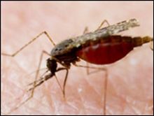 نوع جديد من الملاريا المقاومة للادوية في كمبوديا