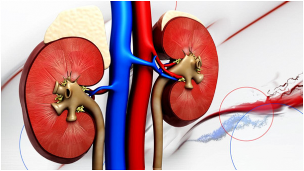 نصائح للمحافظة على الكلية والوقاية من الفشل الكلوي