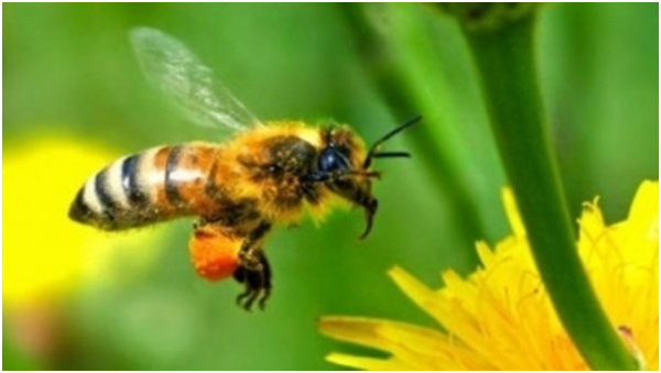 أول دواء للسعات النحل وسيجرب على البشر