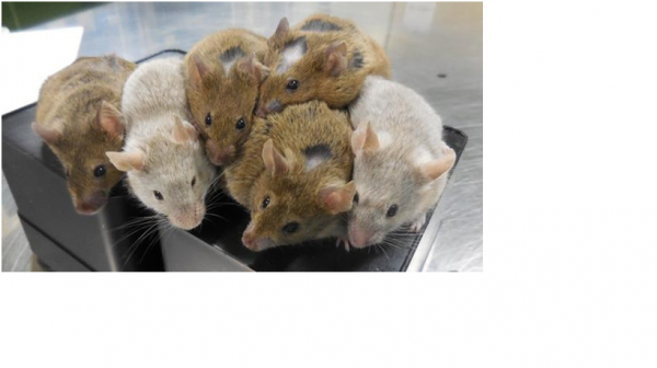 توليد فئران حية من خلايا جلدية خارج الرحم