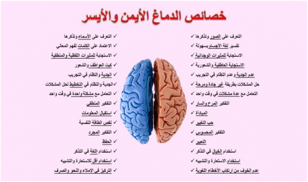 حقائق عن الدماغ