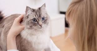 "طفيلي القطط" يهدد الملايين حول العالم بانفصام الشخصية!