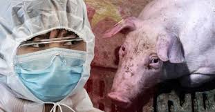 ظهور فيروس خنزيري في الصين ويدق ناقوس الخطر من وباء جديد