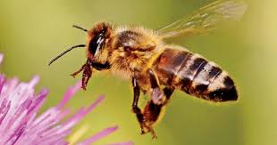 سم نحل العسل قد يكون فعالاً في قتل خلايا سرطان الثدي