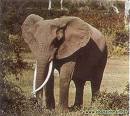 قوائم الفيلة تحاكي في قوتها ومرونتها سيارة ذات دفع رباعي