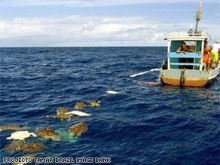 الصيد بالخطأ قضى على ملايين السلاحف البحرية