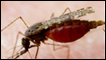 احتفال الأمم المتحدة باليوم العالمي للملاريا