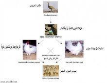 مركز أبحاث إماراتي ينجح في تفقيس فرخ حبارى من بيض الدجاج