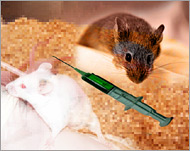 الفئران تنتج المورفين طبيعيا