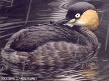 مدغشقر: إعلان انقراض طائر ألاوترا الغطاس رسميا 