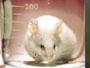 فئران المختبر أكثر حظاً من البشر في الشفاء من الأمراض