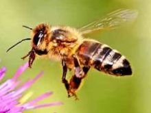 سم النحل أحدث علاج للزهايمر