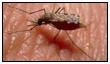 بعوضة تقاوم نقل الملاريا باستخدام الهندسة الوراثية