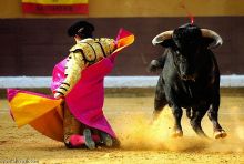 مدريد تدرس حظر مصارعة الثيران