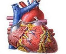 خلايا النخاع العظمي يمكن أن تساعد في علاج فشل القلب
