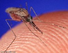 البعوض يعالج حالات الملاريا التى تسبب بها