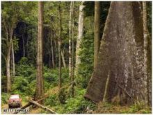أشجار معدلة وراثياً لتقليل الاحتباس الحراري