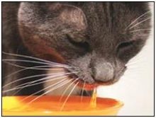 العلماء يتوصلون إلى تفسير طريقة القطط في تناول السوائل