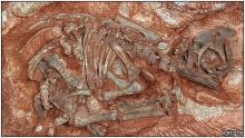 العلماء يكتشفون أقدم جنين ديناصور على الارض