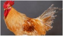 علماء بريطانيون ينتجون \"أول\" سلالة دجاج مقاوم لإنفلونزا الطيور