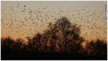 دراسة تكشف لغز تساقط آلاف الطيور النافقة