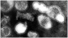 تطوير لقاح واعد لمكافحة أمراض الأنفلونزا