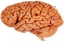 العلماء يكتشفون طريقة لرسم تعقيدات المخ