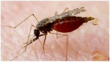 بعوض معدل وراثيا لمكافحة الملاريا
