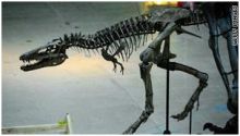 اكتشاف ديناصور عمره 120 مليون سنة باليابان