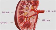 التشخيص المُبكر يزيد فرص شفاء مرضى سرطان الكلى 