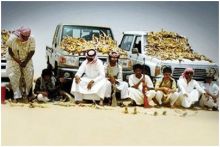  ثمانية أشخاص يبيدون 320 ضبا في صحراء السعودية خلال 3 أيام