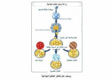 اكتشاف وزراعة الخلايا الجذعية الرئوية