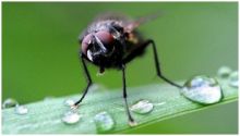 بحث في التركيبة الجينية للحشرات للمساعدة على مكافحة الأمراض