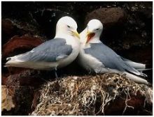 طيور النورس تستخدم الرائحة لاختيار أزواجها