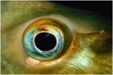 دراسة أسرار عيون السمك لعلاج مشكلات العين البشرية