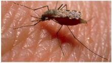 بعوض بلا حيوانات منوية لمقاومة الملاريا