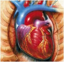 خلايا القلب الناضج تفقد قدرتها على التكاثر 