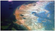 تقرير استرالي: المبيدات تتسبب في اضرار للحاجز المرجاني العظيم