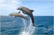 اكتشاف نوع جديد من الدلافين في استراليا