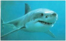 مادة تنتجها أسماك القرش قد تحارب بعض الفيروسات