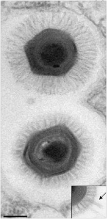 اكتشاف "فيروس عملاق" في مياه المحيط الهادئ قبالة ساحل تشيلي