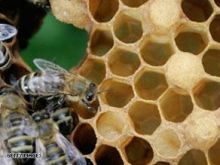 العسل يقتل البكتيريا المقاومة للمضادات الحيوية
