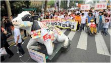 كوريا الجنوبية تعلن أول وفاة بشرية بـ"جنون البقر"
