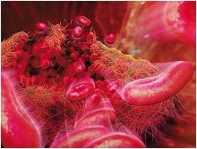 علماء يابانيون يستخدمون الخلايا الجذعية لإنتاج صفائح دموية